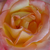Żółto - różowy  - Róża wielkokwiatowa - Hybrid Tea - Emeraude d'Or